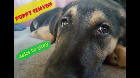 puppy Semyon asks to play