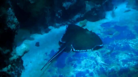 Spotted eagle stingray glides majestically past scuba diver SEA LIFE - London Aquarium - Rays