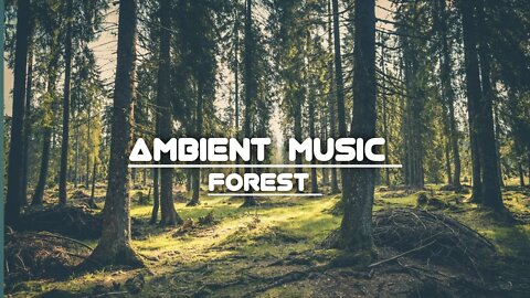 ambient Forest music | ambient forest music dnd | ambient music forest night | forest ambient music
