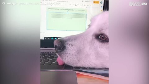 Dog lies on keyboard and types with tongue