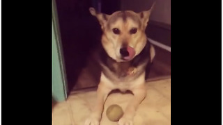 Silly Pup Refuses To Drop Ball For Fetch