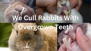 Rabbits With Overgrown Teeth