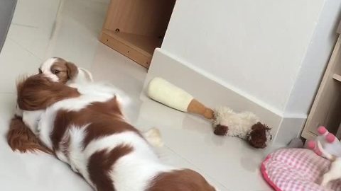 Dog preciously plays with her puppies