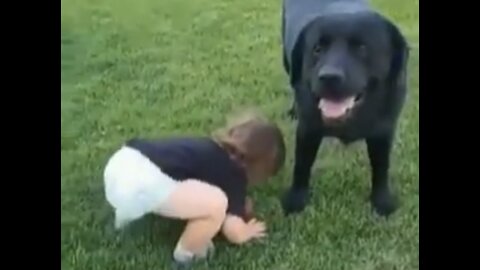 Cute Baby Fetch Like a Dog. Funny moments