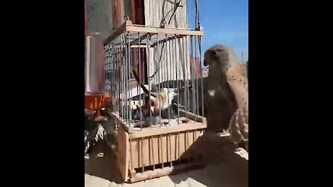 Watch the attack of a falcon on a bird in the cage
