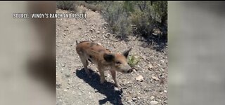 Pig rescued at Red Rock Canyon
