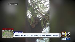 Final bobcat caught at Boulder Creek High School