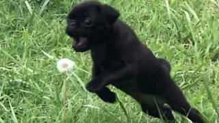 Pug puppy "attacks" flower