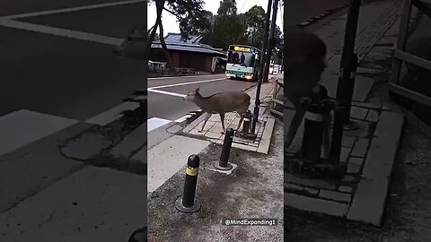CAREFUL! Very patient deer in Japan waiting for traffic #japan #animals