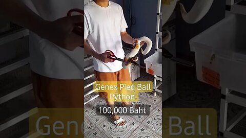 #Genex #Pied #Ball #Python