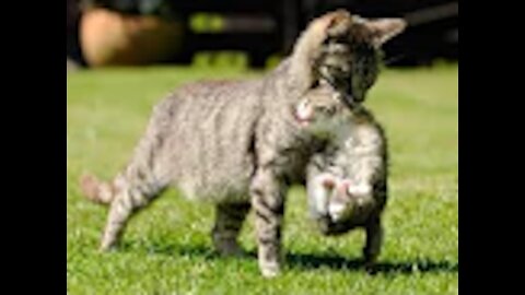 Momma Cat Carrying Cute Baby Kittens Videos Compilation 2018 - Mom cat Loving Kitten