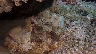 Kongefisken: Den giftigeste fisk i verden!