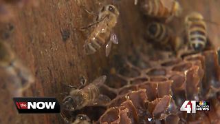 Bee removal services stay busy in swarm season