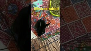Minirex rabbit | bunny