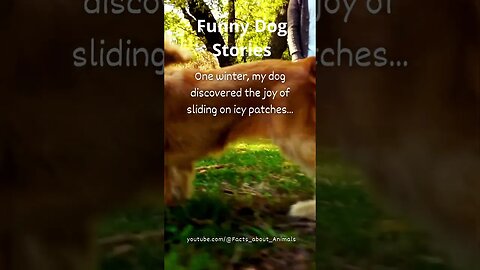 Hilarious Dog Moments: Laughter Guaranteed! 35