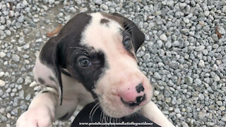 Meeting Our 6 Week Old Great Dane Puppy For The First Time In Kentucky ~ Puppy Love