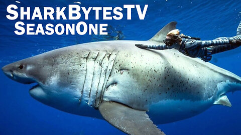 Shark Bytes TV Season One - All Episodes 1 - 17