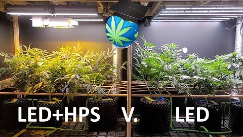 LED/HPS Flwr Mix Grow - 2.5 Wks Into FLOWER Ft. Mars Hydro SP6500