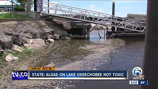 State: Algae on Lake Okeechobee is not toxic