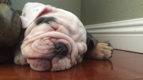 What To Expect When You Have English Bulldogs