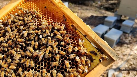 Hive 1 Inspection 10 Feb 2022