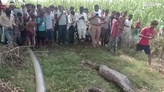 Giant snake is captured after eating a deer