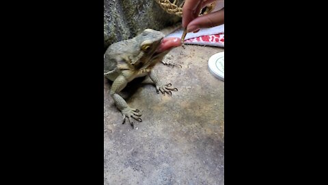 Hand feeding adorable bearded dragon