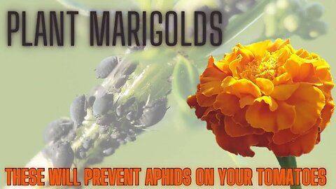 Plant Tomatoes with Marigolds to Avoid Aphids