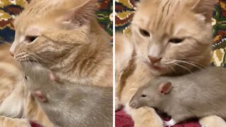Kitty Gives Rat Best Friend A Loving Bath