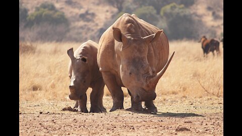 Baby Rhino cute charging - funny video compilation | (2021)