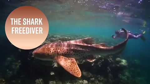 What this freediver's shark swims really mean