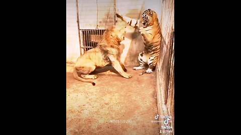 @#£&Animal fighting video ##