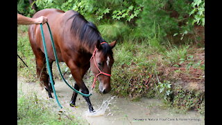 Horse Training: Tess, Ground Tie & Saddling