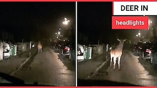Moment a massive deer was caught in headlights