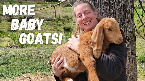 Meet The Rest Of Our New Baby Goat Kids | Kidding Season 2023 (Part 2)