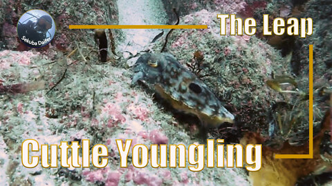 Cuttle Youngling | Scuba Diving at The Leap | July 2021