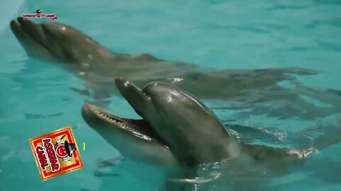 ANIMAIS MARINHOS|| Golfinho Nariz-De-Garrafa |Um Animal Muito Inteligente e Social | 2022