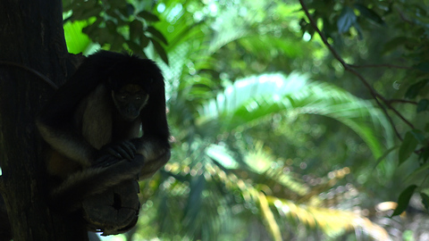 Monkey sleeping on tree