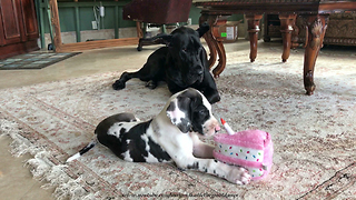 Dog Tired Great Dane Watches Puppy Play With Birthday Cake Toy