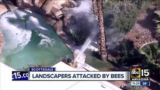 Landscapers attacked by bees in Scottsdale