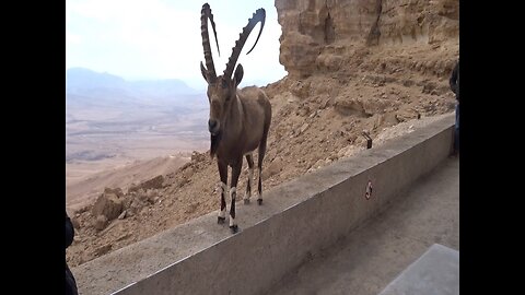 Urban Nature - Nubian ibex / טבע עירוני - יעלים