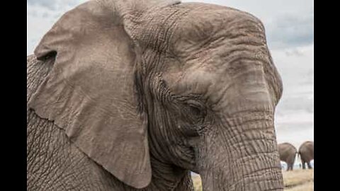 Elephant rescued after 40 years in captivity