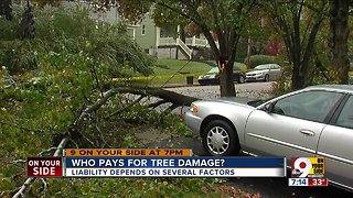 Who pays for tree damage after a storm?
