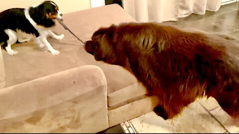 Newfie Plays Ever So Gently With Cavalier Puppy