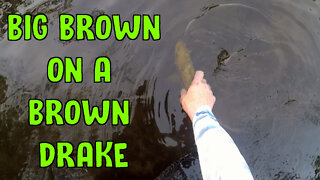 Big Brown On A Brown Drake