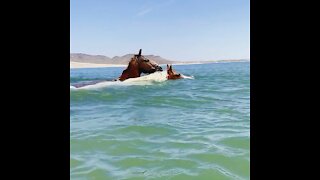 Two horses swimming in lake