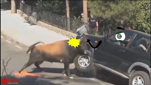 Wild Animal Encounters by Doodles - oodland #WoaDoodles #WoaVideos Elephant Attacks Car |