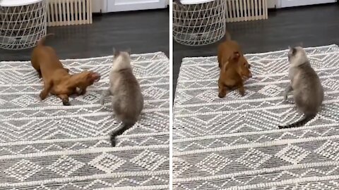 Dachshund Desperately Wants To Befriend Kitty Cat