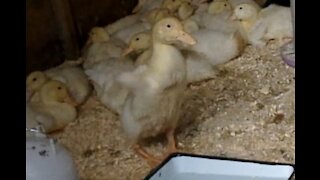 A Duckling Flapping it's Wings before getting Feathers