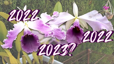 Riddle Me THIS Cattleya C.G. Roebling Bloom Reveal | Bloom Journey 2021-2023 #ninjaorchids